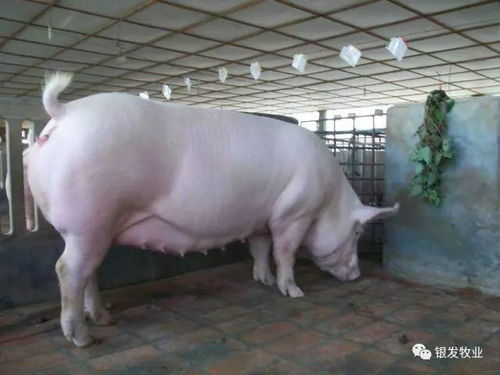 12乳仔猪矿添饲料如何搭配，才能有效提高猪只生长速度和健康水平？