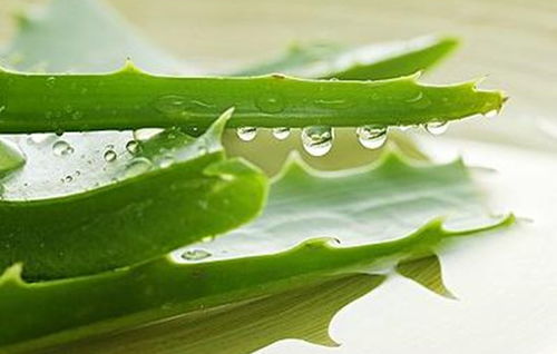 芦荟擦脸，如何正确使用才能护肤又安全