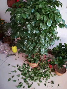 幸福树秋天黄叶的烦恼