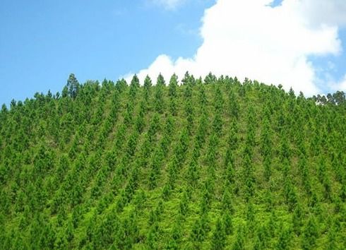 生态修复， 不是简单的植树种草