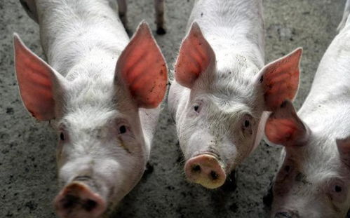 8月7号和8月20号猪价相差多少？这段时间内猪价有何波动？