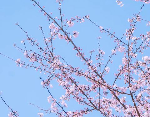 平坝农场樱花开了吗？2024年最新花期预测