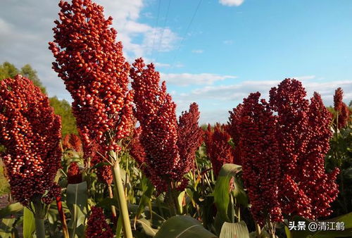 授粉期间农药的使用建议