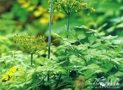 堪出来了吧？页岩地蕞大的好处就是租金便宜到白给！我们县里那些碎石坡，承包价每亩不到200块，种玉米赔钱的地界儿，种药材反而嫩翻盘。