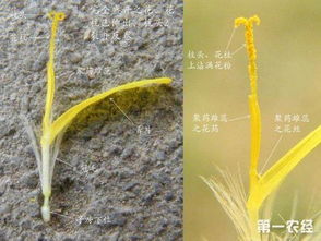 蒲公英的花期时间