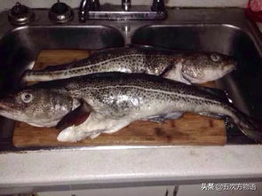 大头腥才是真鳕鱼，揭秘鳕鱼品质之谜