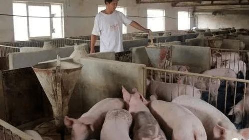 养猪生产需精细管理，五要点助养殖成功
