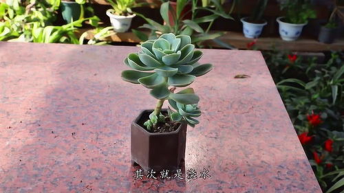 阳台养多肉，如何快速上色