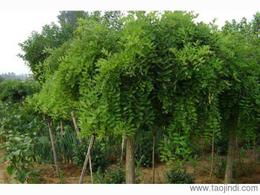 苗圃：传统文化的窗口