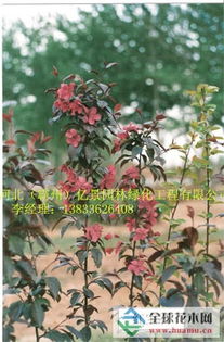 宿根花卉植物大揭秘