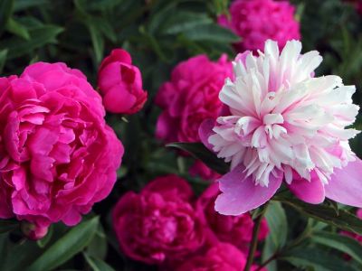 芍药冬天室外如何安全过冬？