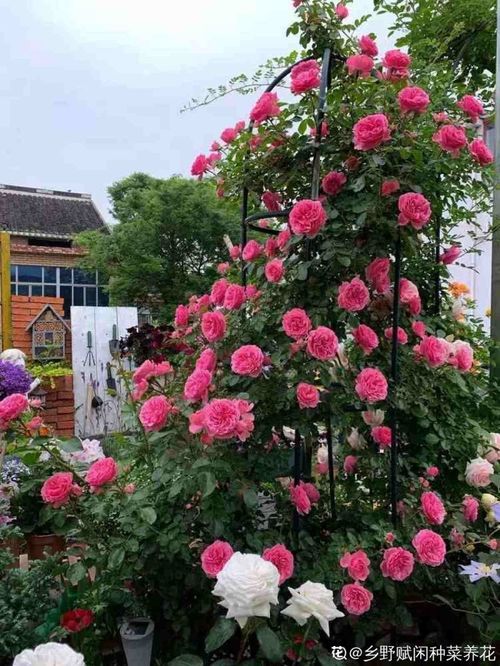 常见耐寒耐阴花卉