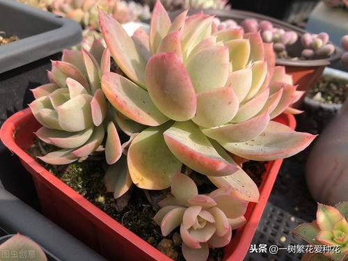 多肉丝绸面纱养护秘籍，轻松养出爆美株！