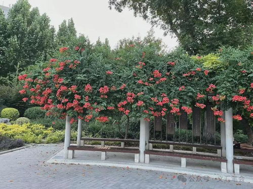 凌霄花， 别名里的故事