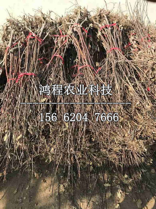 分株技巧， 一点就透