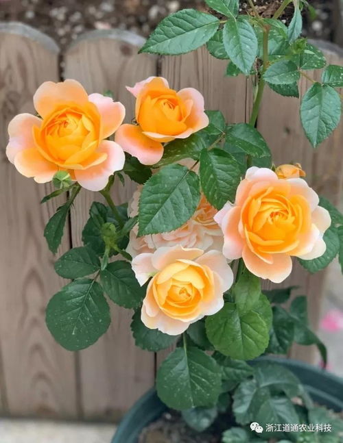 正确追肥，促进月季生长