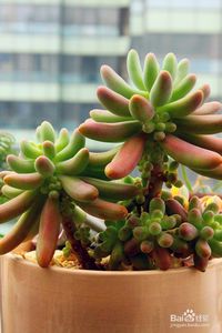 多肉植物繁殖方法有哪些？