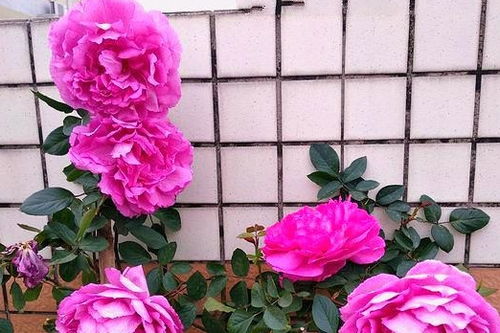 月季花大揭秘：既抗病又好养，花色繁多且花期长，8种推荐！