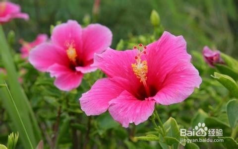 黄金组合与死亡组合：搭配有讲究