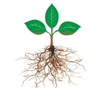 红薯根系结构探究：了解红薯根的生长形态与特点