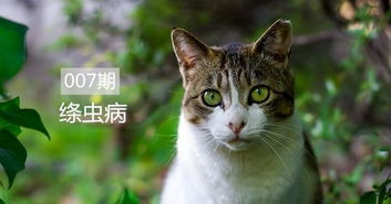 猫咪中毒后的应对措施