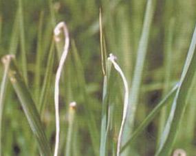 噻虫嗪对水稻干尖线虫有杀灭效果吗？它是否适用于水稻种植？