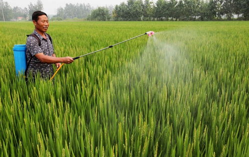 小雨冲刷，农药失效？