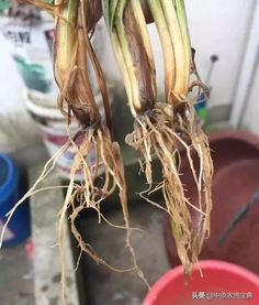 紫薇花叶枯病和根腐病如何有效防治