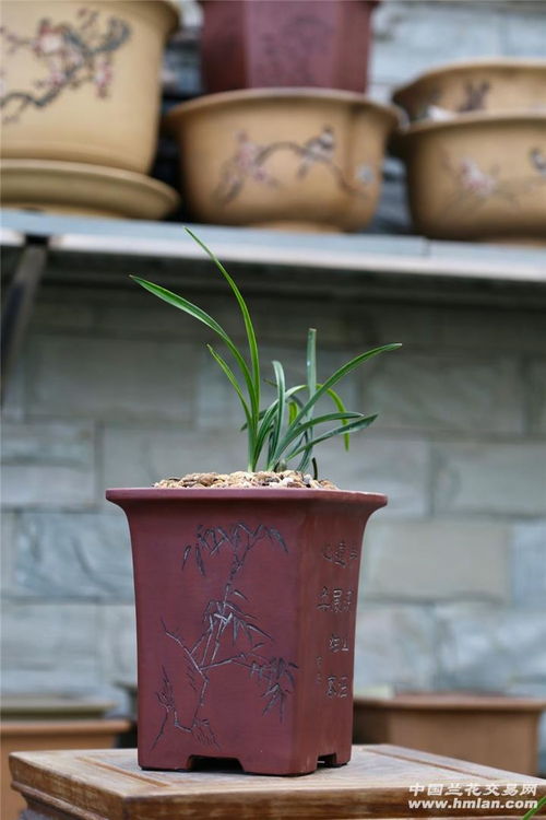 紫砂盆适合种什么植物？这几种养起来省心省力