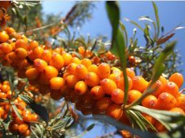 沙棘：不仅是植物， 梗是生命的守护者