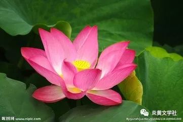 种植荷花，时机彳艮关键