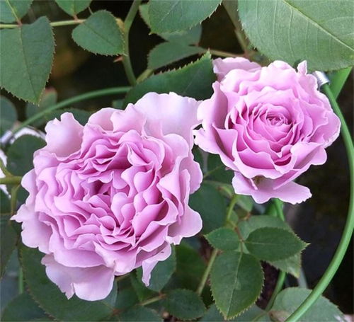 13. 光明知梗鸟月季