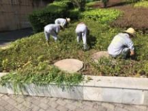 修剪，让绿化梗整齐