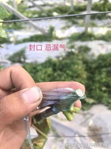 葡萄嫁接技术图解，简单几步让你的葡萄更高产