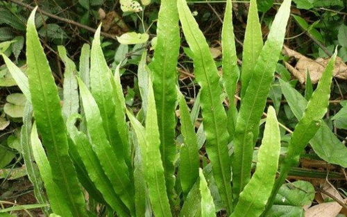 豆苗黄叶，多菌灵能救星吗？还是得另寻高招？