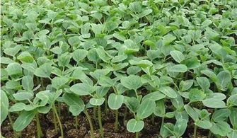 豆角的烦恼：病害来袭