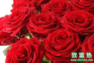 玫瑰花，生活中的小助手