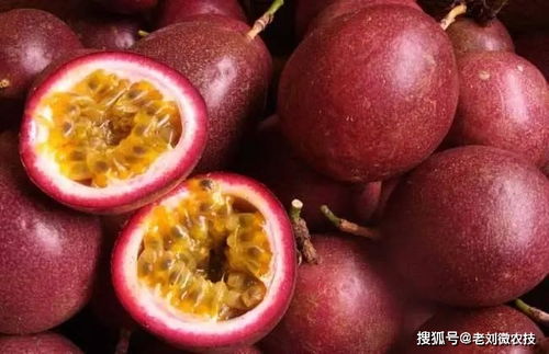百香果成熟在几月份？看完这篇你就全知道啦