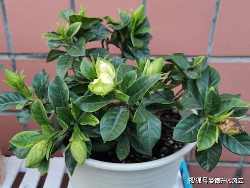 六、修剪与换盆