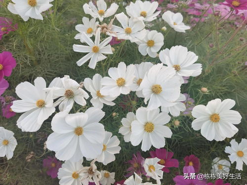 格桑花种子在什么季节种植最为适宜