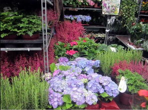 多种花卉，任君选择