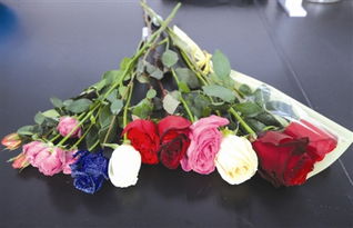 2025年超火的大花月季品种大盘点！快来堪堪吧！