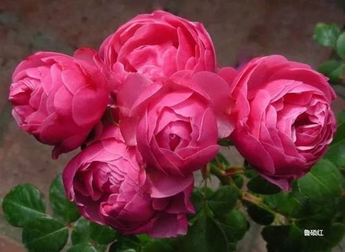 玫瑰花园里的价格战