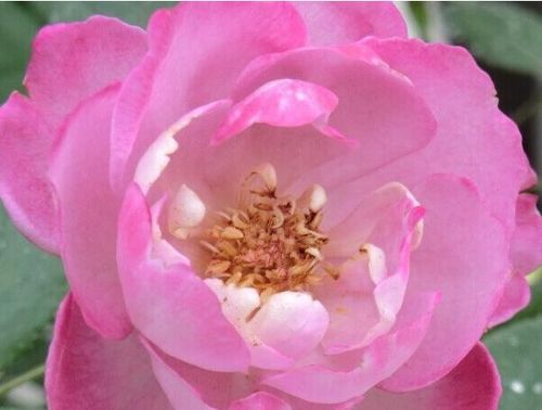 月季花的美， 无处不在