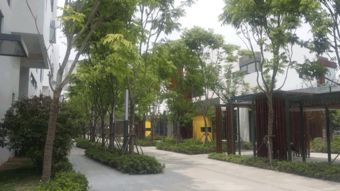 深圳园林上班体验分享