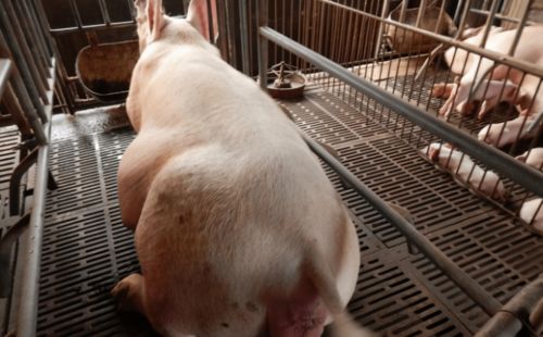 麦麸竟然可以预防母猪便秘？这方法值得一学吗
