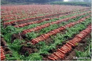 硫磺菊，耐旱耐贫瘠