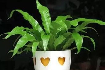 办公室植物大揭秘：蕞适合养的10种植物盘点