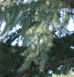 雪松苗的购买攻略