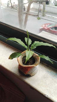 盆栽叶子变黄，原因何在？